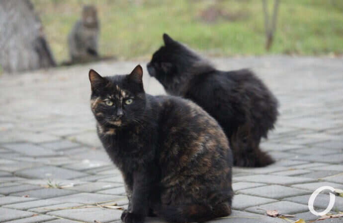 Одесские котики