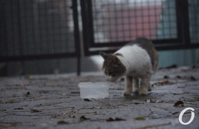 Одесские котики, у миски