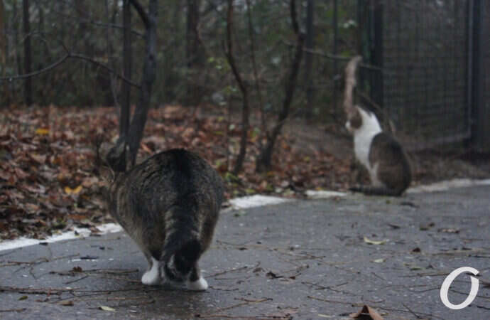 Одесские котики, кошачий хвост