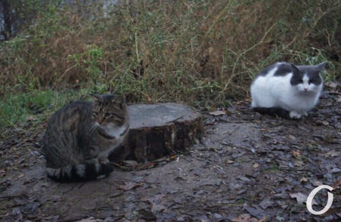 Одесские котики, кот и кошка