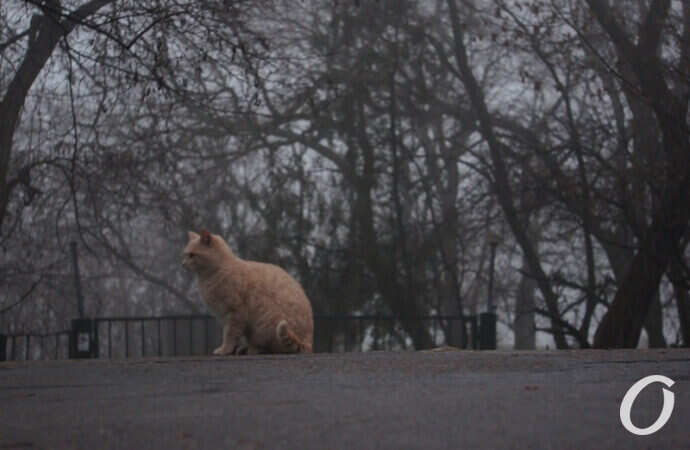 Одесские котики, рыжий