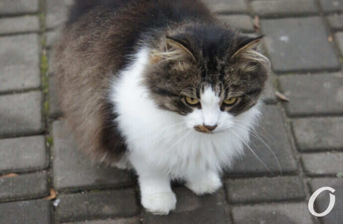 Одесские котики, кошка на земле