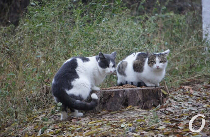 Одесские котики, пятнистые