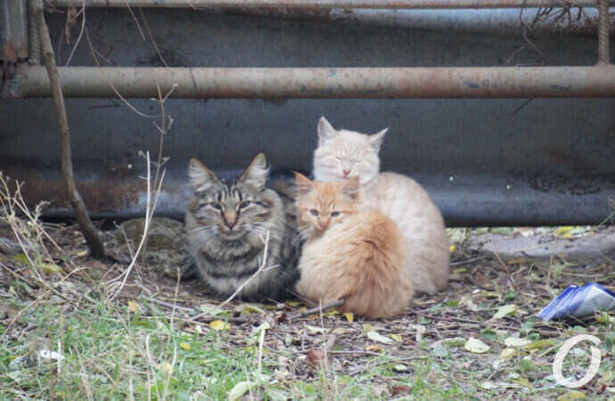 Одесские котики, котята