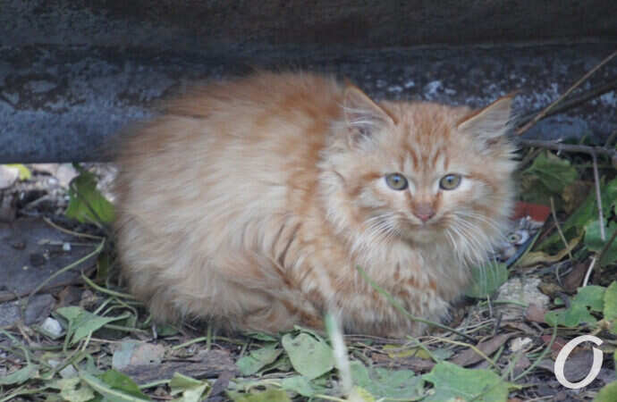 Одесские котики, пушистик