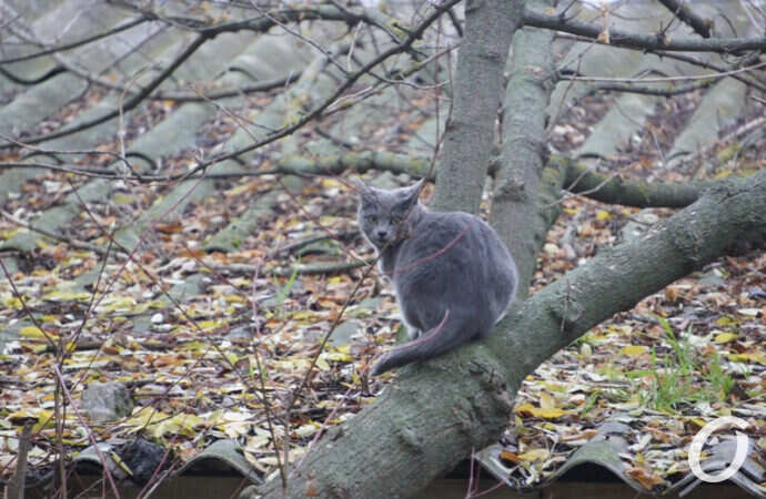 Одесские котики, серый на дереве