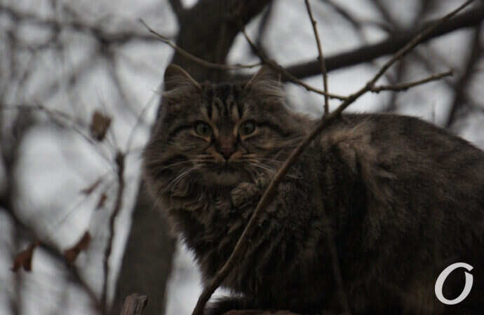 Одесские котики, кот на дереве
