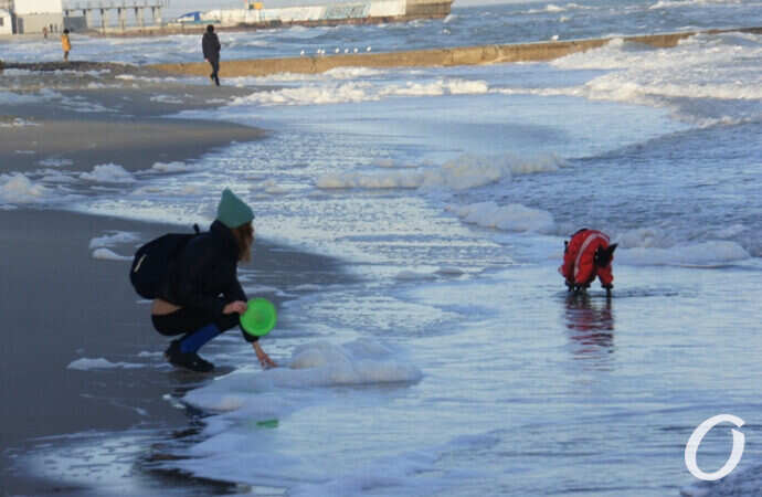Зимнее море в Одессе, игра с питомцем