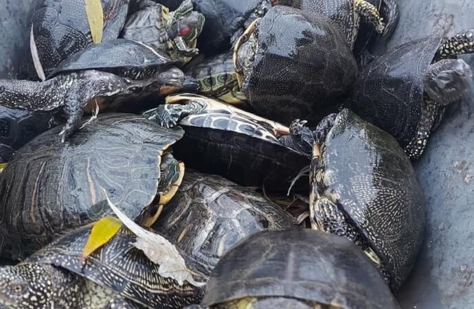 Одесский зоопарк принял на зимовку три десятка черепашек, брошенных в холодный пруд