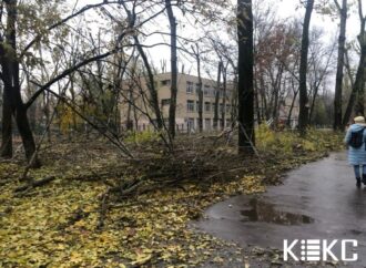 Одесские коммунальщики уродливо обкорнали деревья возле школы на Варненской (фото)