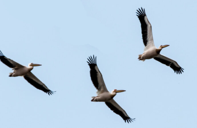 В Одесскую область вернулись розовые пеликаны