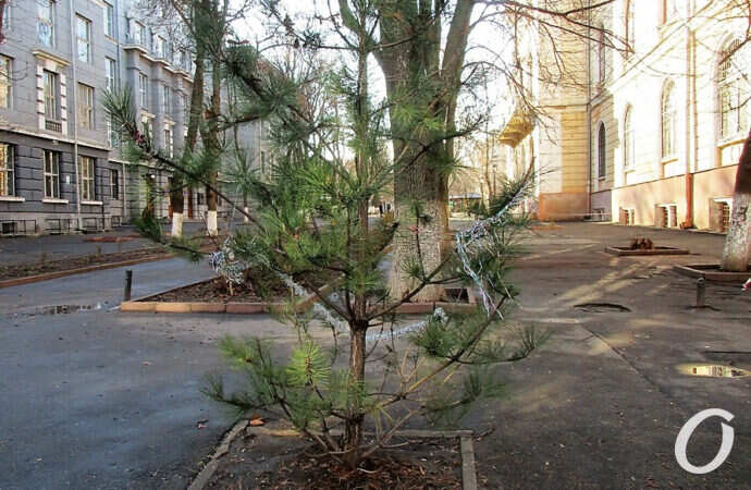 Одесса-1 января, елка