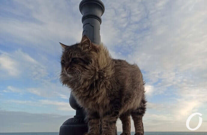 На побережье, котик
