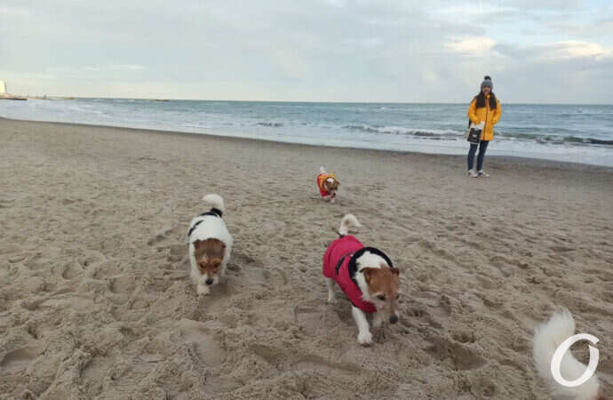 На побережье, собаки