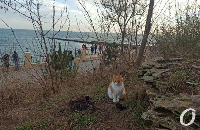 На побережье, рыжий кот