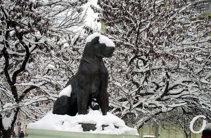 не узнать: львица