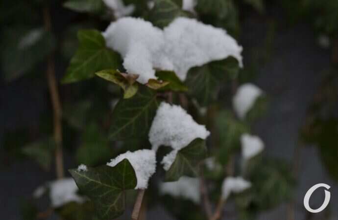 снег на Черемушках, листья в снегу