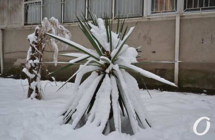 снег на Черемушках, растение