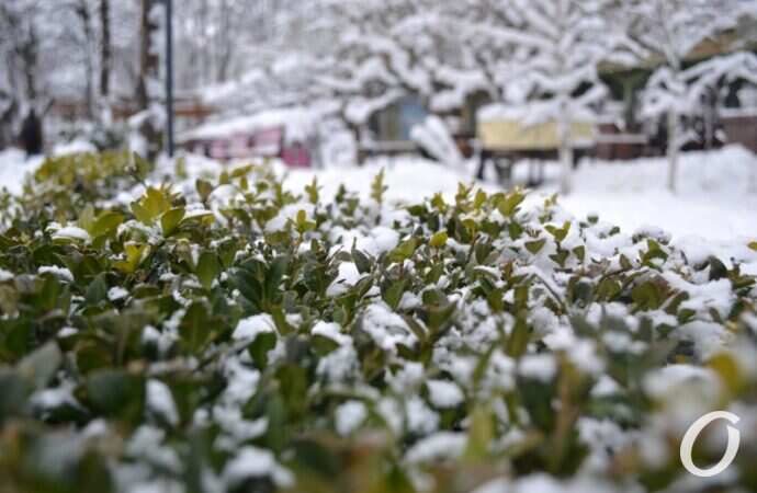 снег на Черемушках, кустарники