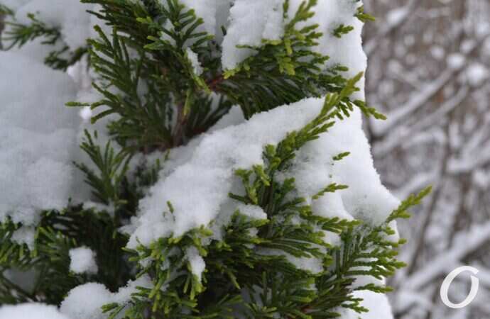 снег на Черемушках, туя