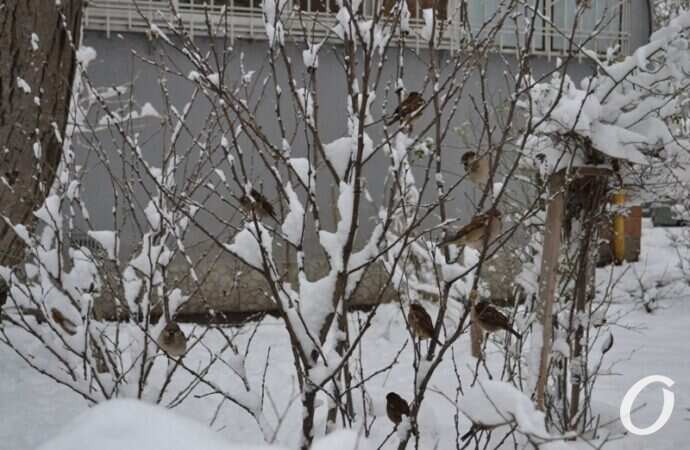 снег на Черемушках, возле дома