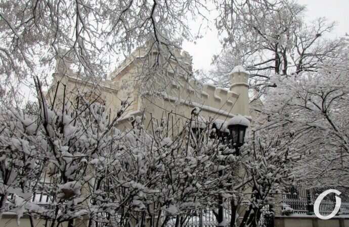 зима в центре Одессы, деревья