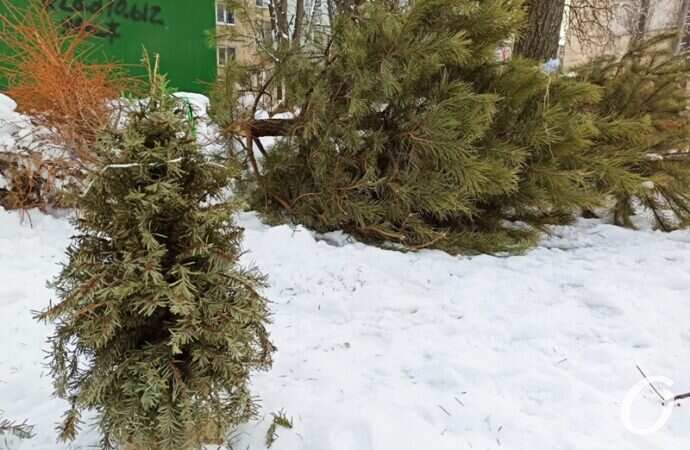 сдача новогодних елок