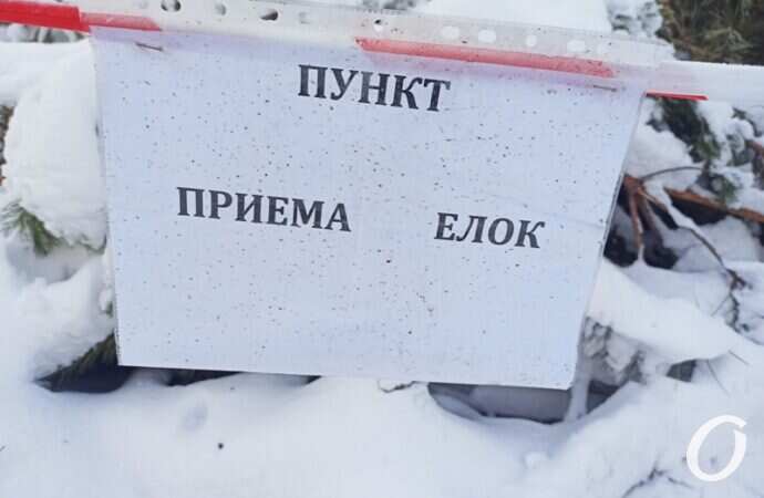 пункт приема елок