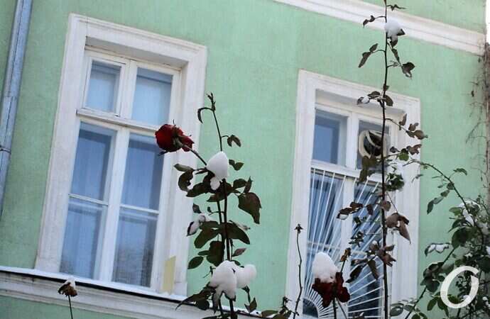 зимние розы