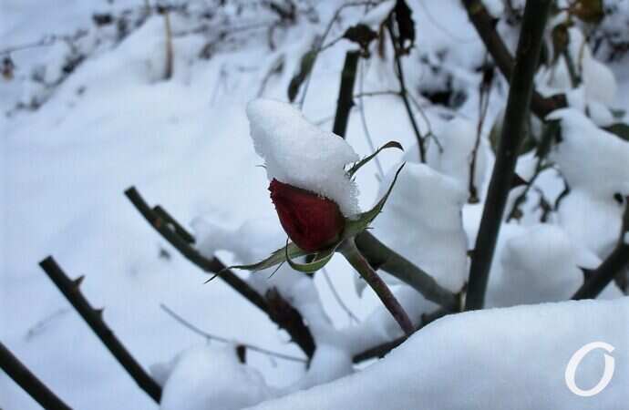 роза в снегу