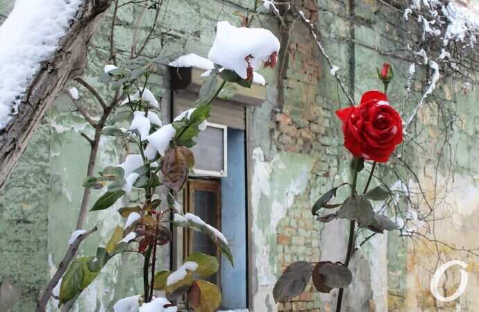 розы и снег