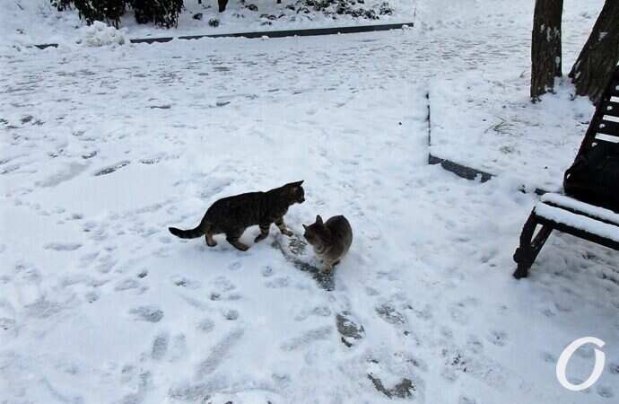 бульвар, котики