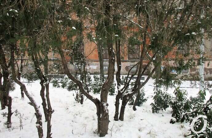 бульвар, деревья