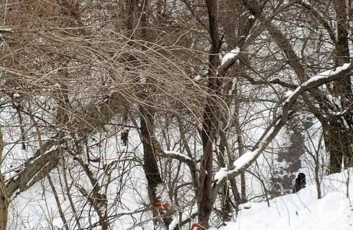 бульвар, деревья в снегу