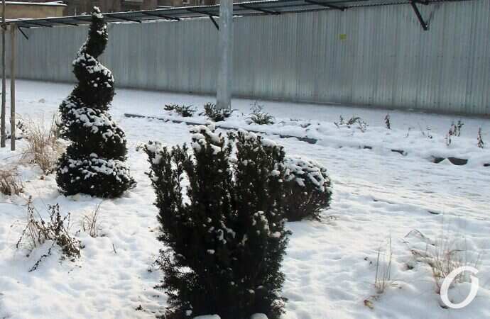 бульвар, забор и фигурное дерево