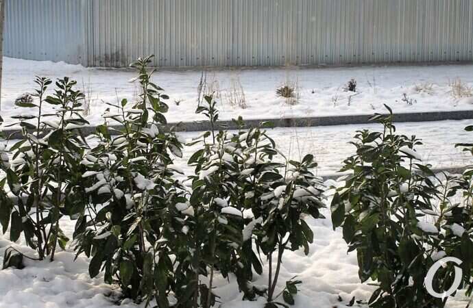 бульвар, зима, кустарники