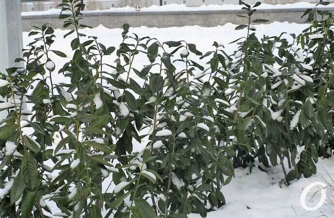 бульвар, кусты в снегу