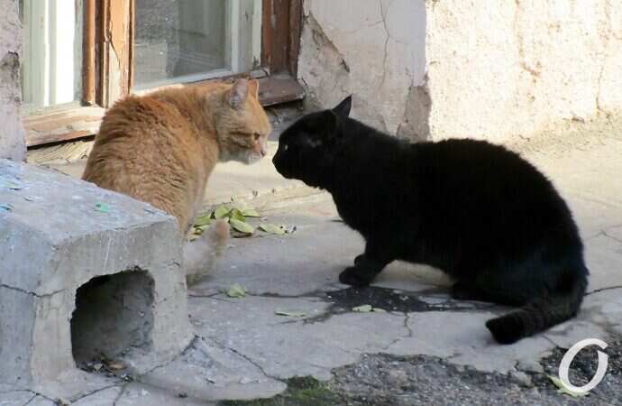 Зимние котики, парочка