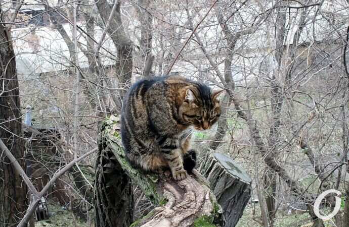 Зимние котики, пенек