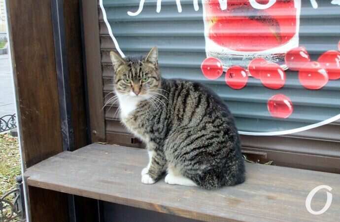 Зимние котики, граффити