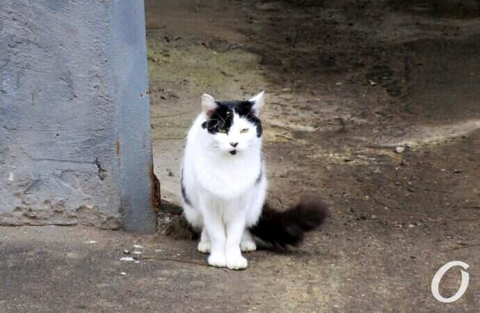 Зимние котики, черно-белый