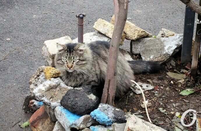 Зимние котики, пушистый