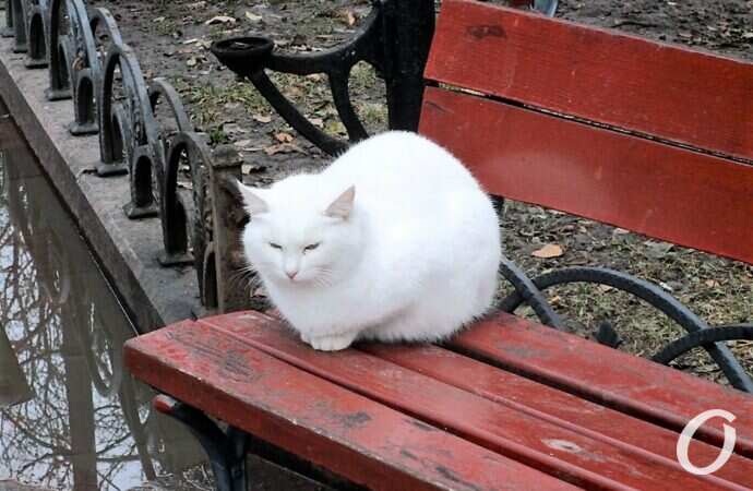 Зимние котики, белый