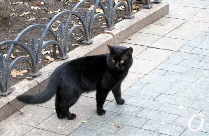 Зимние котики, черный