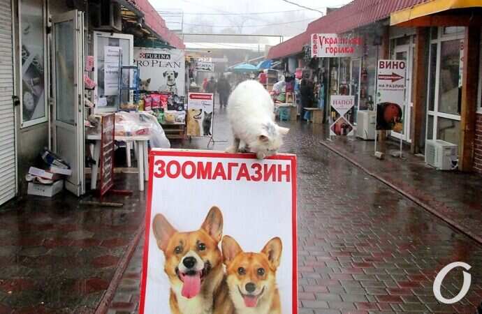 Зимние котики, зоомагазин