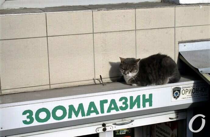 Зимние котики, полка зоомагазина