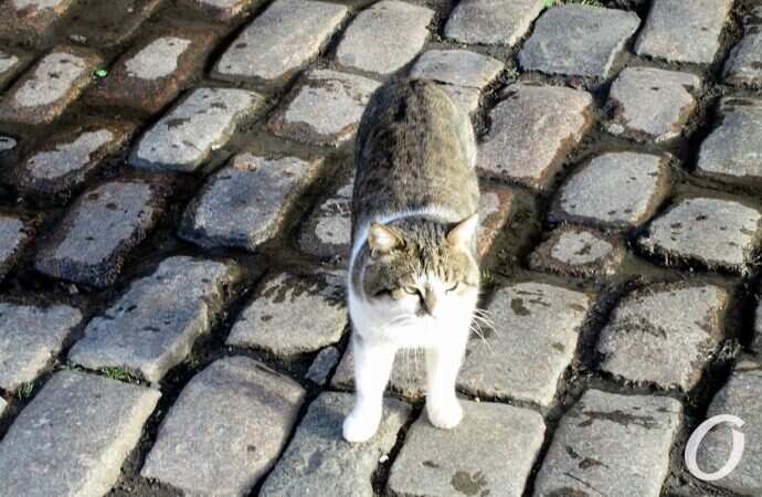 Зимние котики, брусчатка