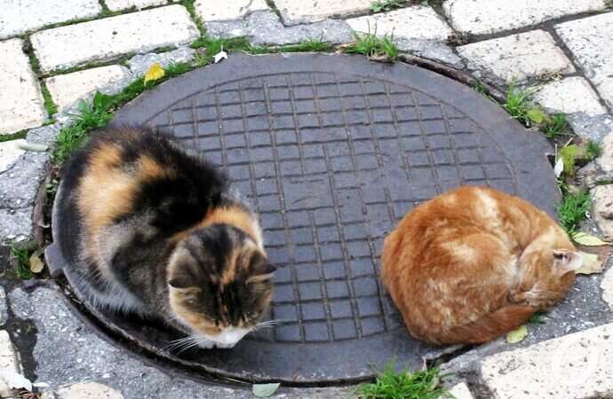 Зимние котики, на люке