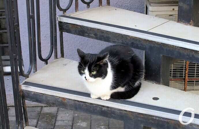 Зимние котики, на ступеньке