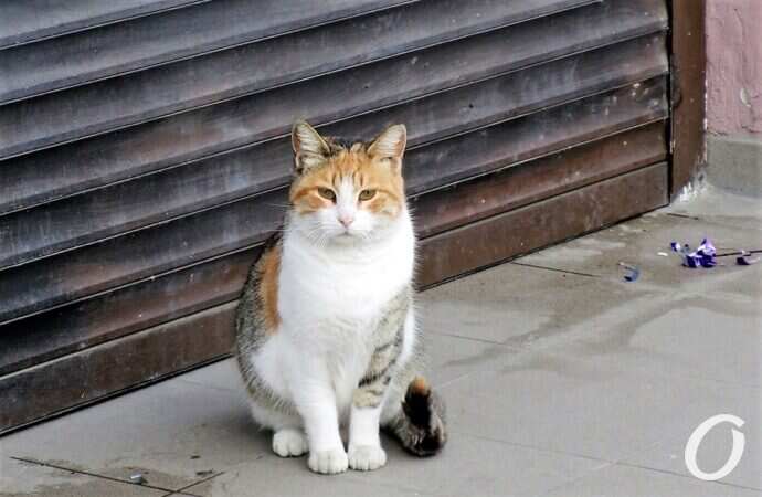 Зимние котики, роллет